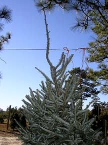The Great Christmas Tree Hunt
