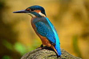 kingfisher